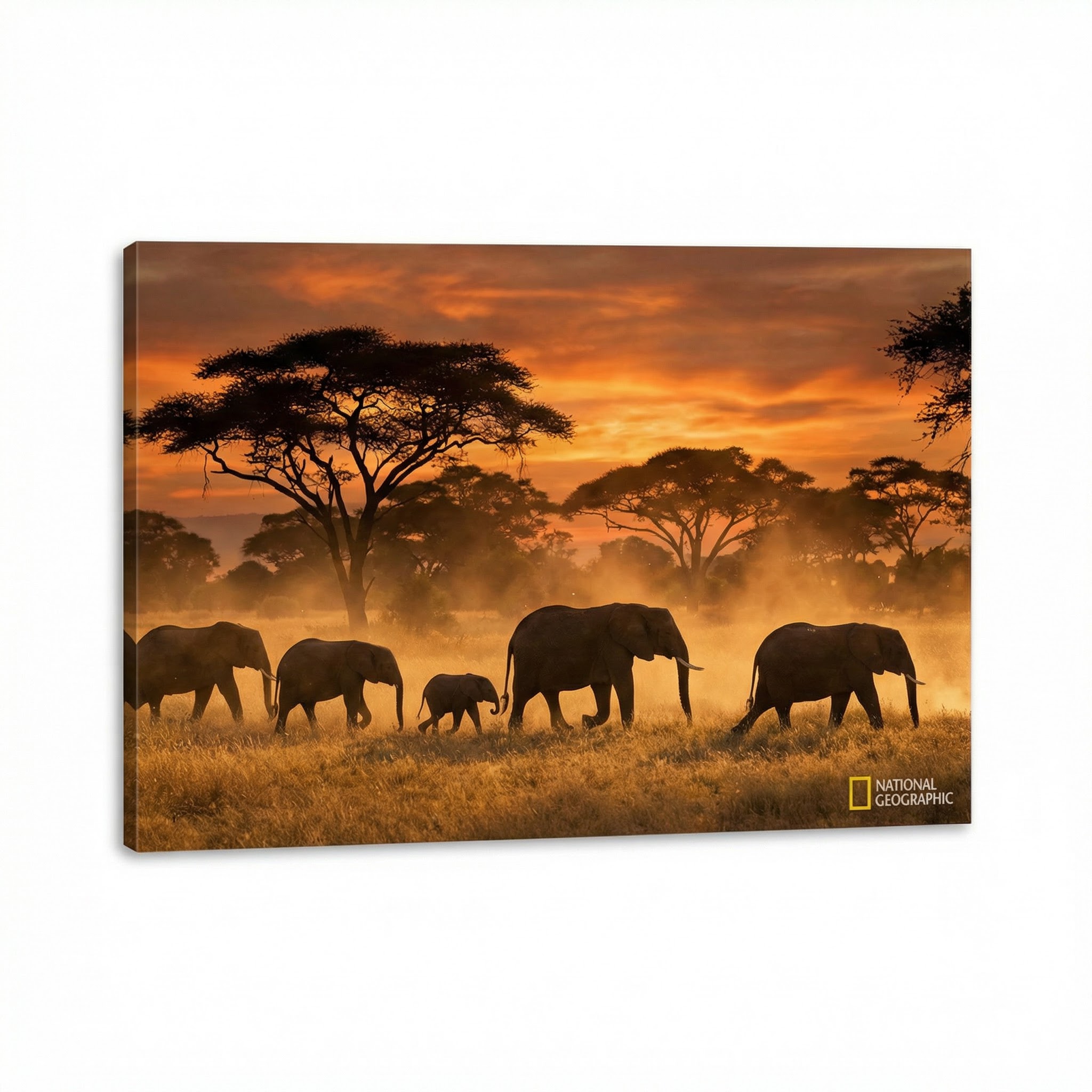 免费看片非洲野生动物视频